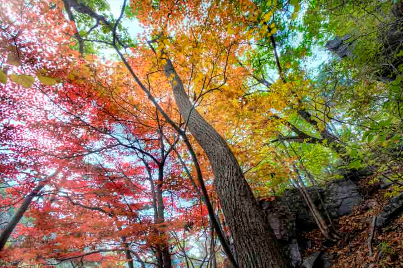 Illustration for article titled 40 Stunning Photos Of Fall Foliage